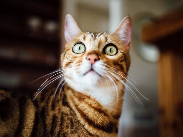 cat, surprised cat, surprised