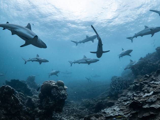 Shark Week is coming early! Shark Week is coming early!