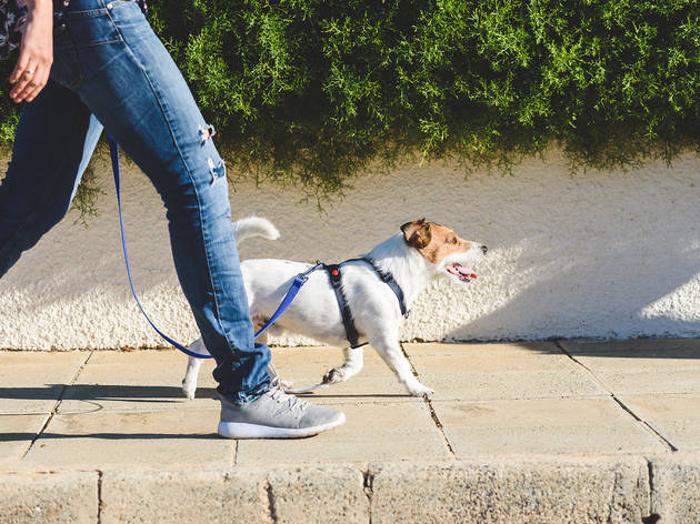 Pasear al perro Pasear al perro