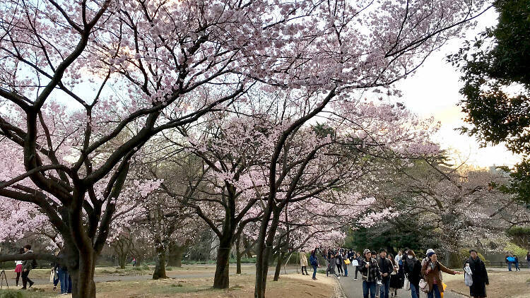 臨時休園 一部通行止めとなった公園