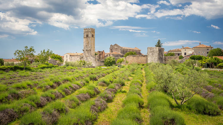 Beds of ready-to-bloom lavender in Istria