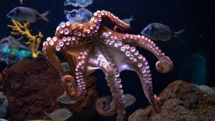 Octopi are found throughout Croatia's Adriatic coastline