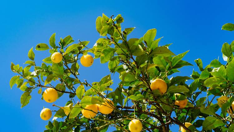 Lemon trees flourish in Croatia's southernmost regions