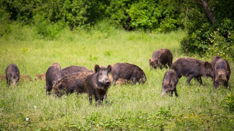 The Slavonia region's famous boar