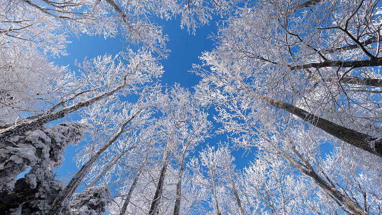 Snow-covered beech trees on Zagreb's Mount Medvednica