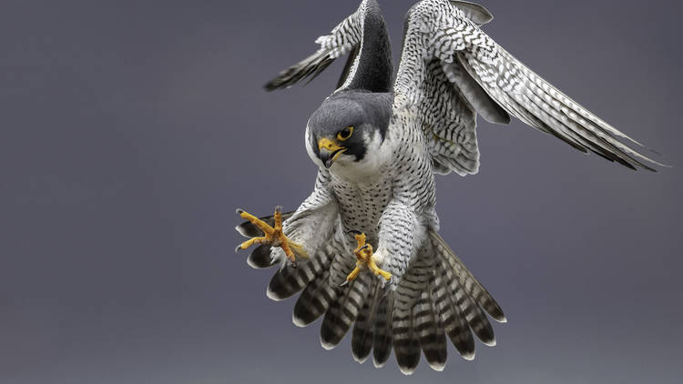The peregrine falcon in action