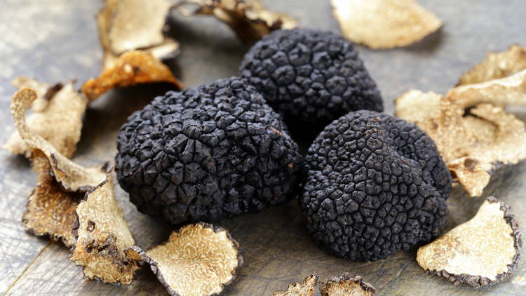 White and black truffles are a delicacy