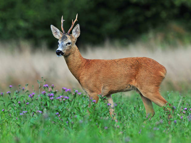 54 photos of Croatia's fantastic flora and fauna 54 photos of Croatia's fantastic flora and fauna