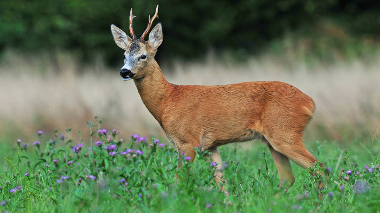 Continental Croatia's beautiful roe deer