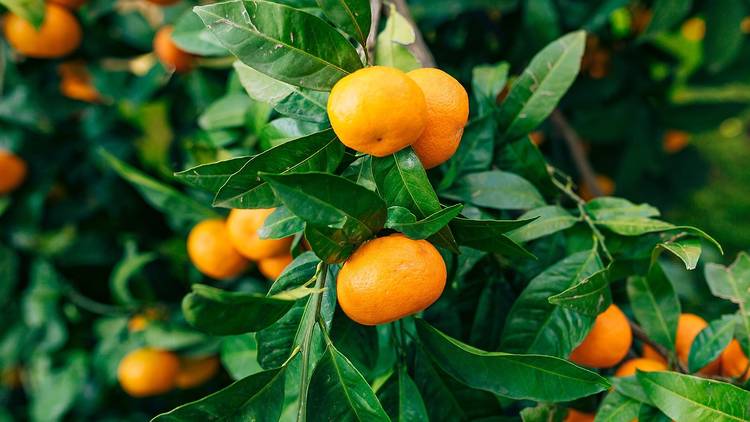 The Dubrovnik-Neretva region's delicious mandarines