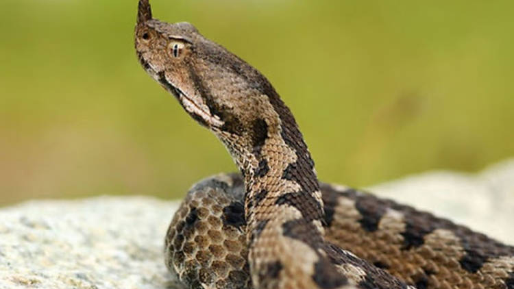 One of Croatia's only three venomous snakes: the horned viper