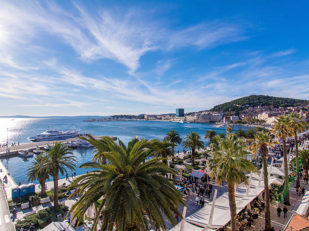 Dalmatia's widespread European fan palms adorning Split's riviera