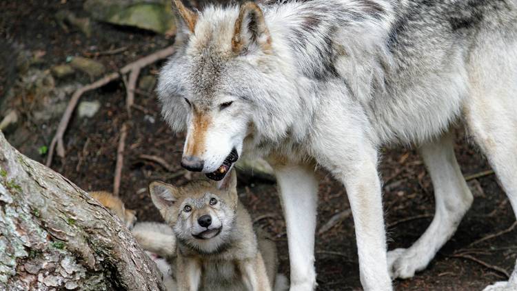 The endangered grey wolf, whose population is around 200 in Croatia