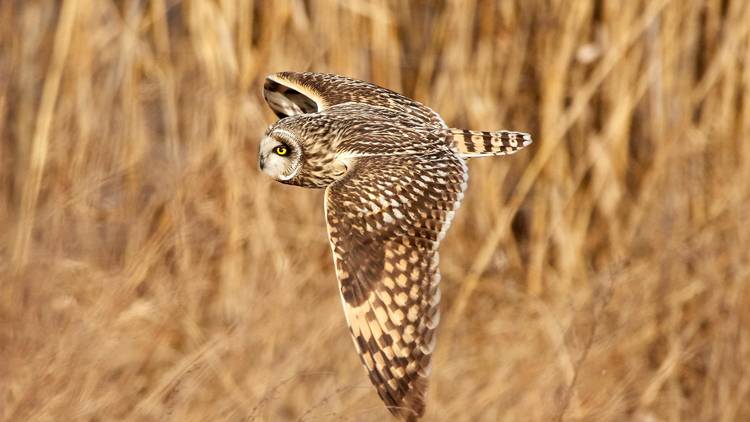 A soaring barn owl