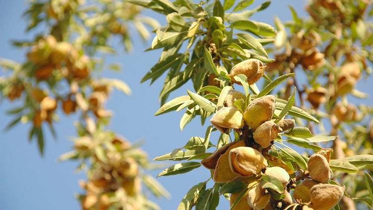 Almond trees, and their delicious fruit, are prevalent across Dalmatia