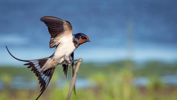 A swallow taking in the scenic view