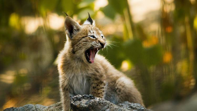 A cub of the endangered Eurasian lynx