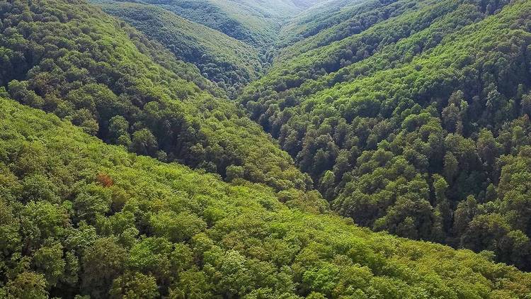 Papuk Nature Park's beech forest, one of many in Croatia