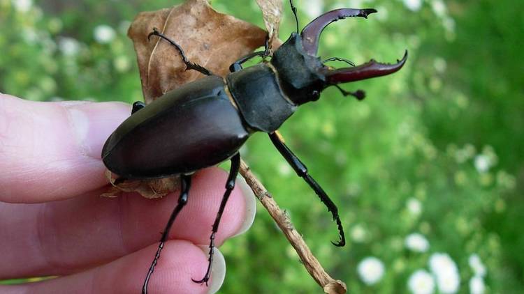 Stag beetles, much less scary than they look