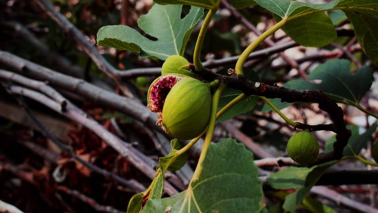 A just-ripened fig