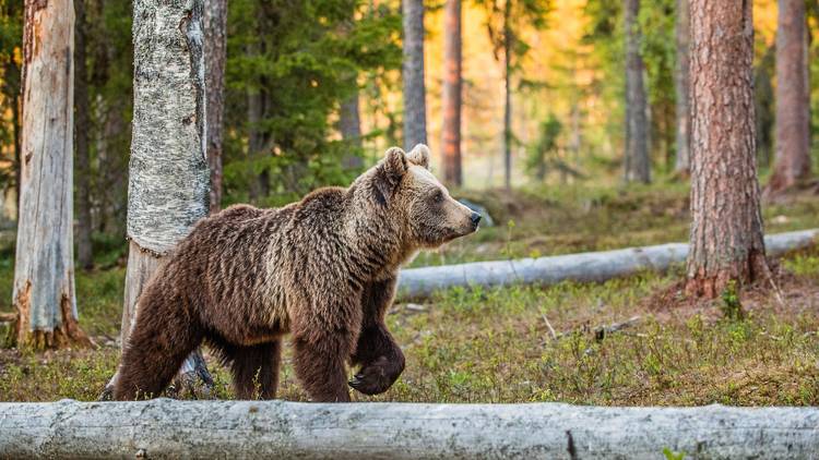 Croatia's brown bear population numbers around 2000