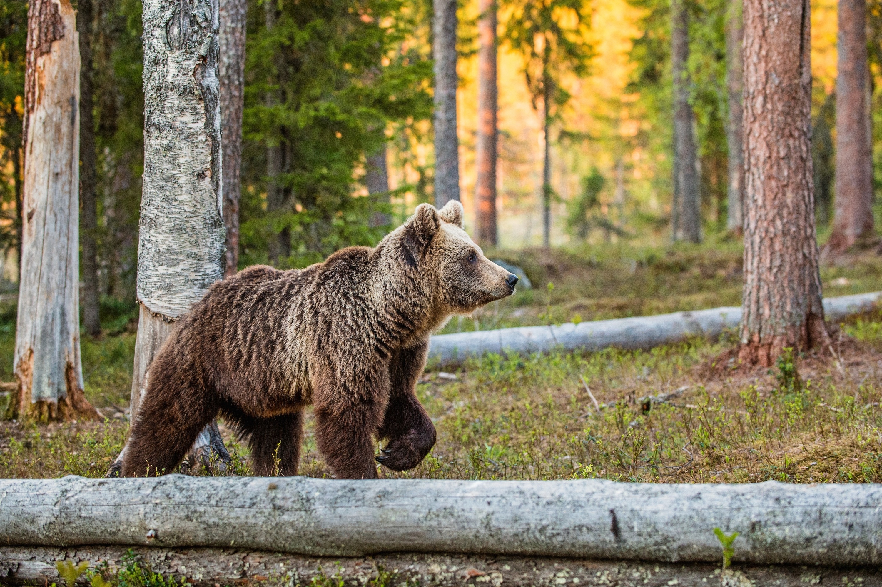 Croatia's brown bear population numbers around 2000