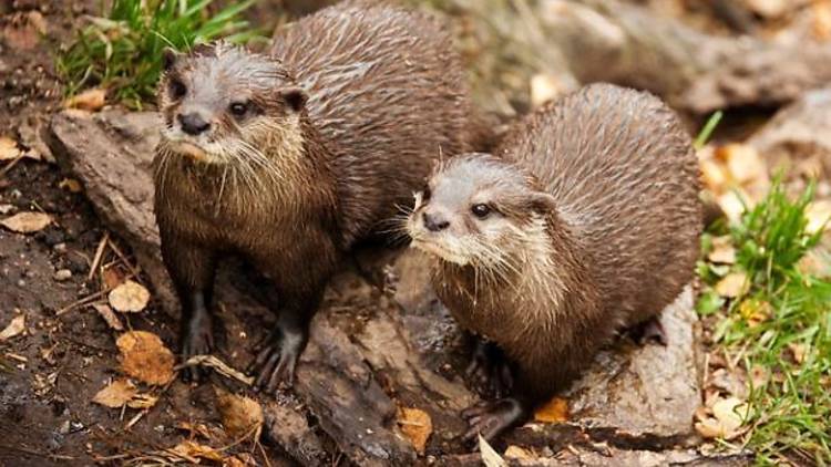 Otters posing for their close-up