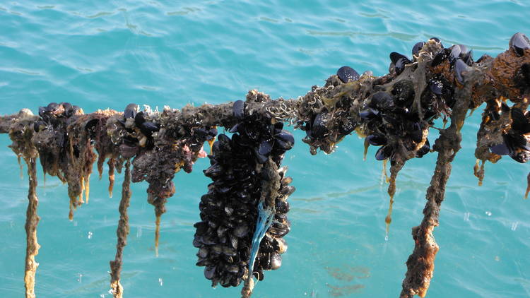 Mussels above the sea