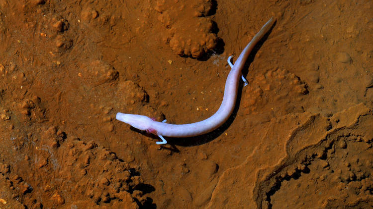 The Olm, an aquatic salamander