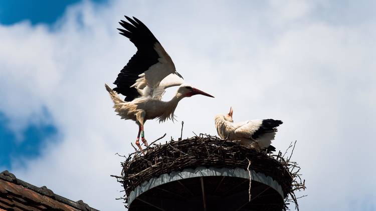 Storks are one of the many migratory bird species that vacation in Croatia