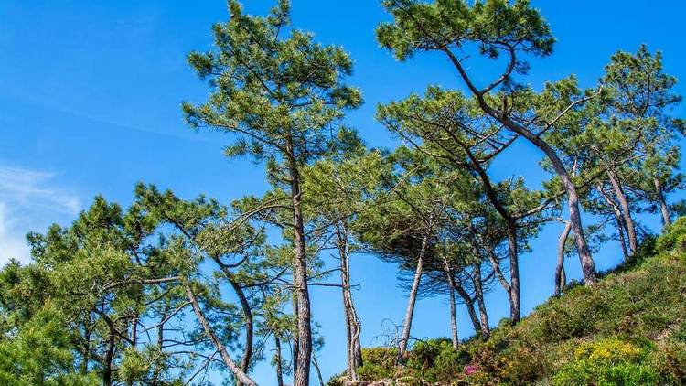 Stone pines, so called for their ability to grow on rocky terrain - like Dalmatia's