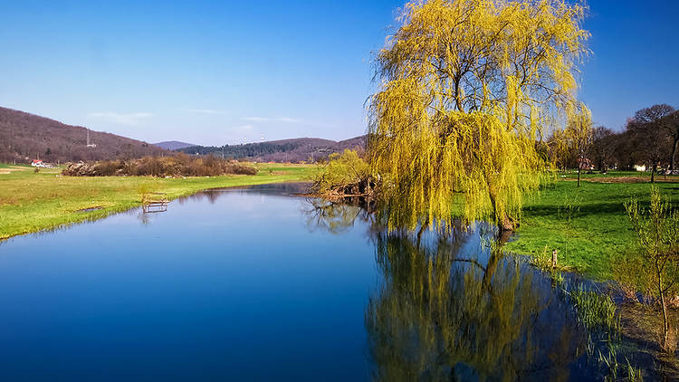 A willow tree dips into the Gacka river