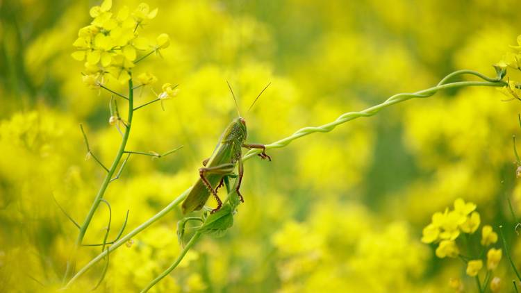 A green European grasshopper