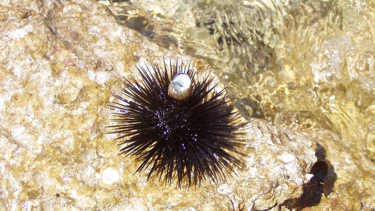 Sea urchins, a sign of clean waters, dot the Croatian coast