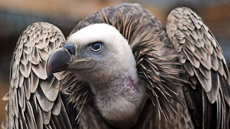 A grand griffon vulture