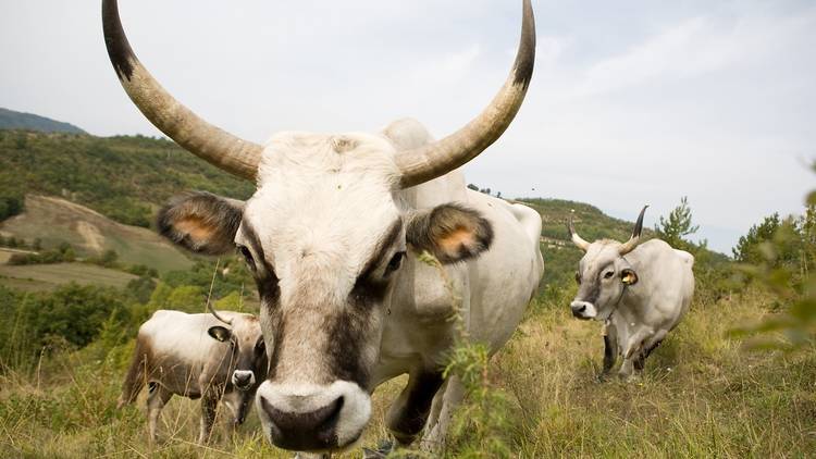 Istrian ox, known as Boškarin