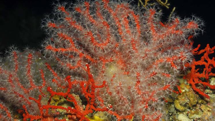 Adriatic red coral