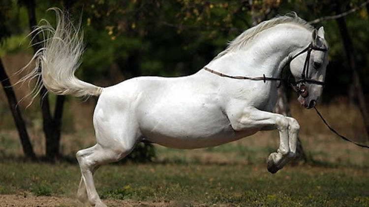 The Lipizzan horse, bred in the regions of Slavonia and Baranja for centuries