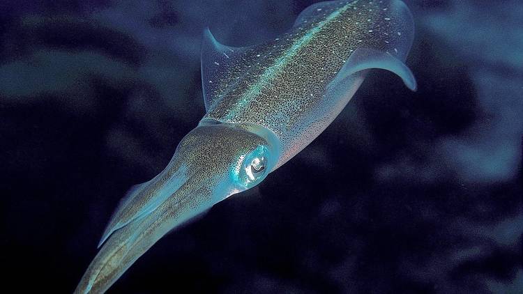 Squid, which usually swim in the Adriatic 30-70 metres below water