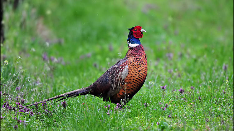 Croatia's ring-necked pheasant