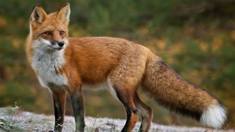 The red fox, a solitary hunter found across Croatia