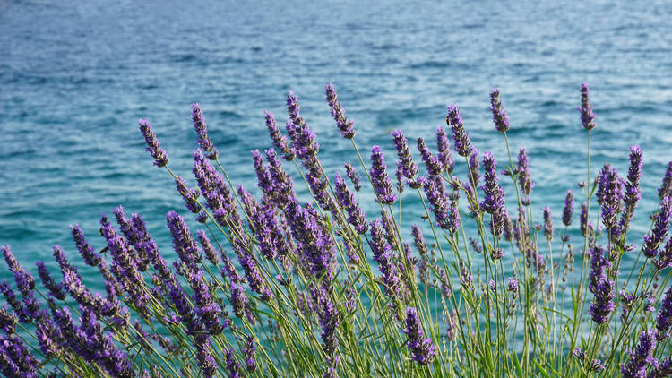 A bed of lavender blooming by the sea