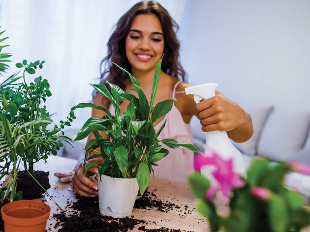 Plantas Cuidado de plantas en nuestra casa