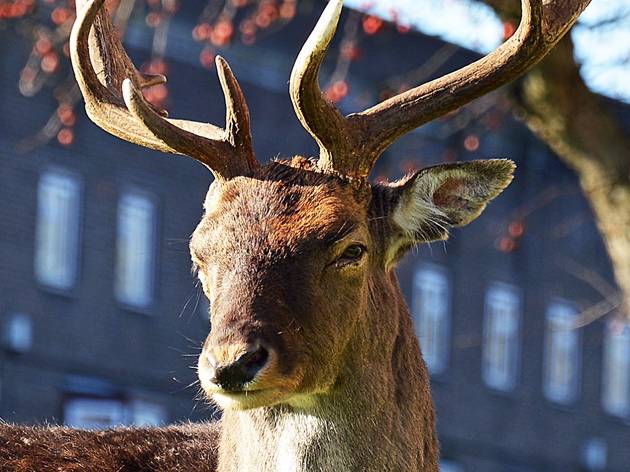 An entire herd of deer has taken over an empty corner of east London deer