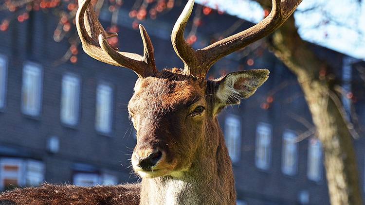 Estes veados reclamaram um canto vazio do leste de Londres como seu