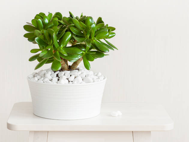 Planta jade Feng Shui Planta jade Feng Shui