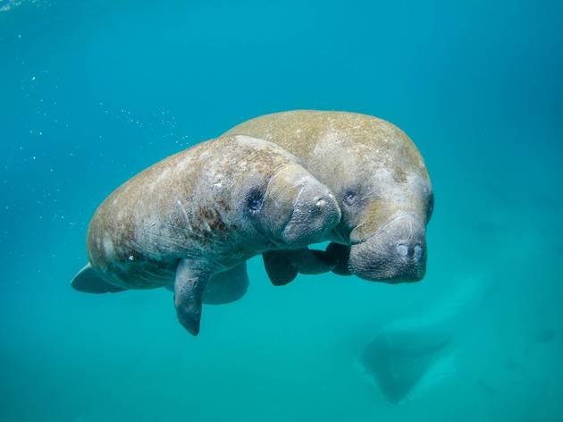Watch this underwater live-stream of manatees chilling Watch this underwater live-stream of manatees chilling