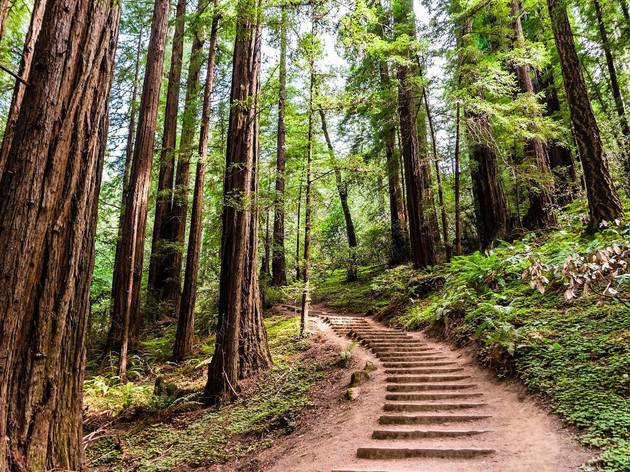 Californian redwood forests Californian redwood forests