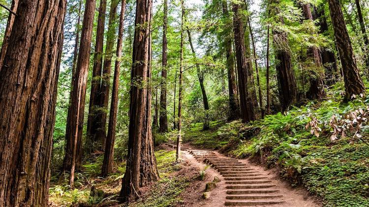 朝：カリフォルニアの森でハイキング