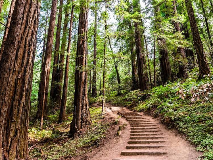 朝：カリフォルニアの森でハイキング